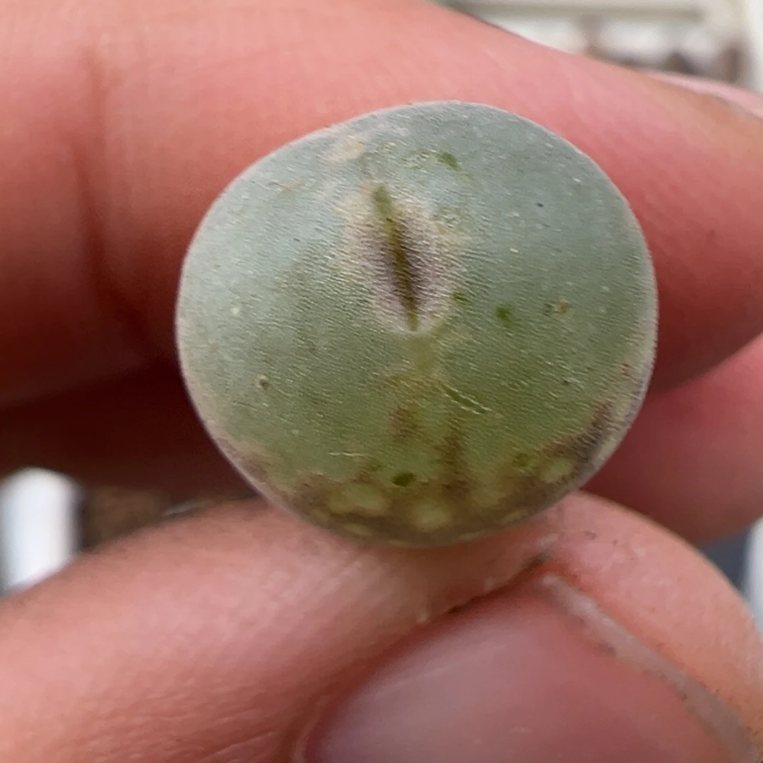 12.23好看的多肉脱土发货577