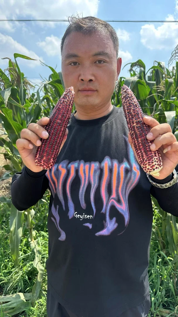2025鲜食京紫糯玉米富含花青素甜糯玉米棒8-12根5斤一箱福利款