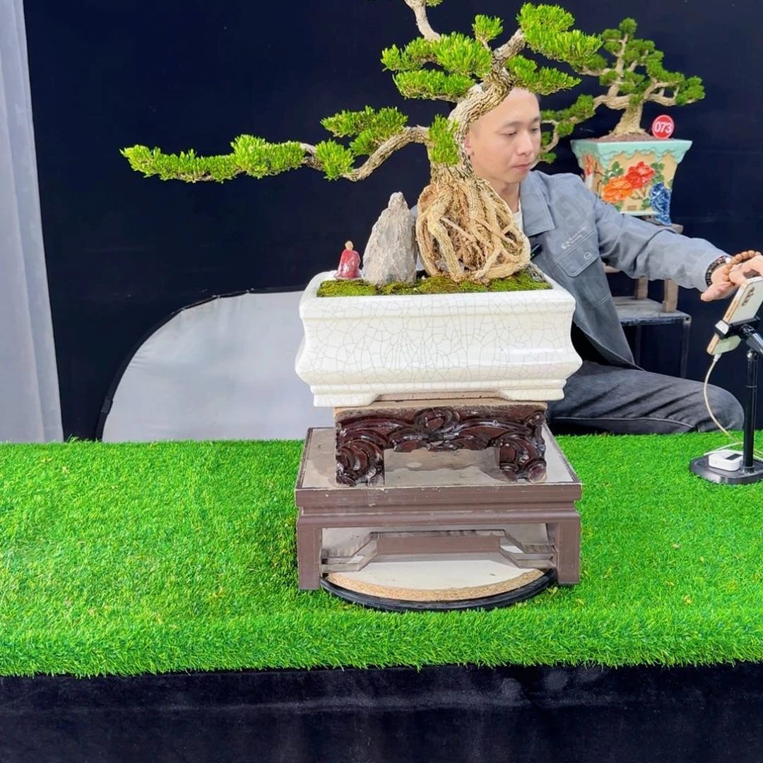 当前无花朵，栽培后可花朵