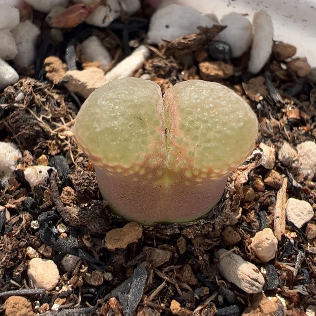 粉芭比多肉植物百科