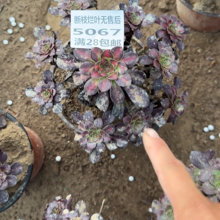 5067二号棚晚霞多肉E