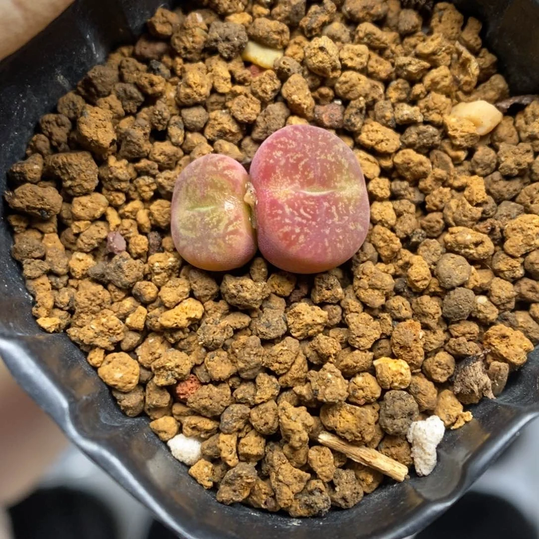 多肉植物肉锥杂交K-3620