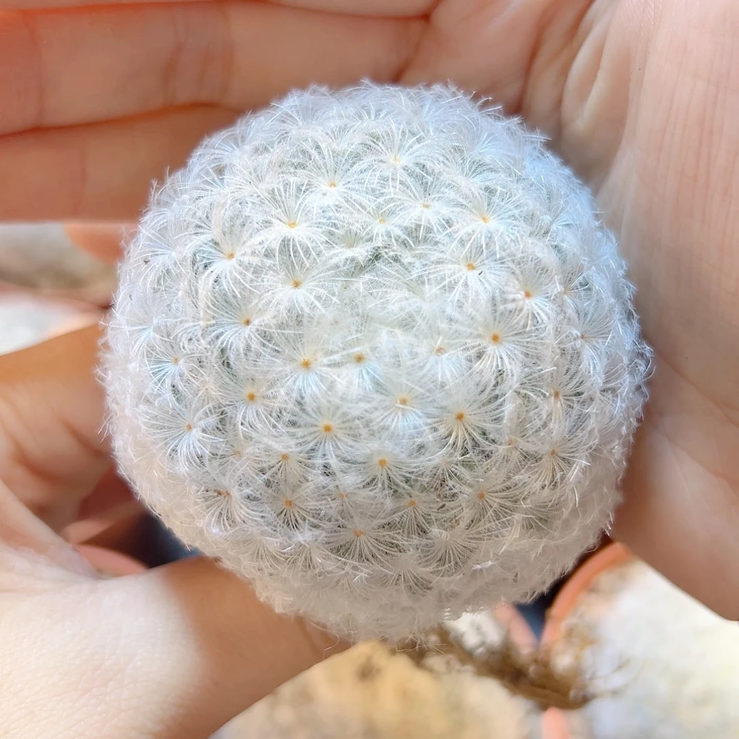 实生白星5公分脱土