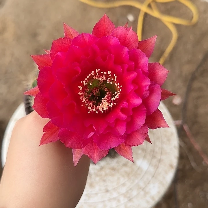 你***啊仙人球带根开花球32