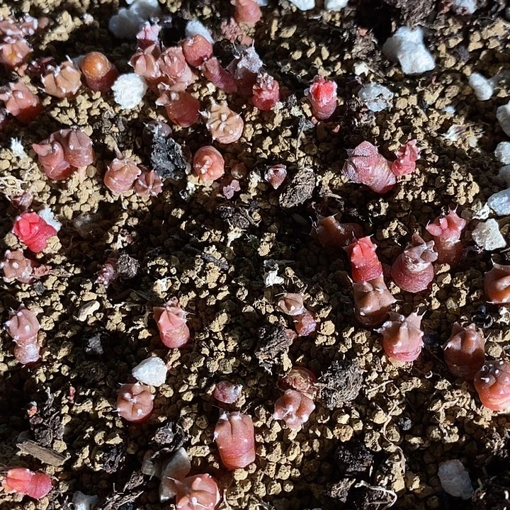 实生鸾凤一颗。