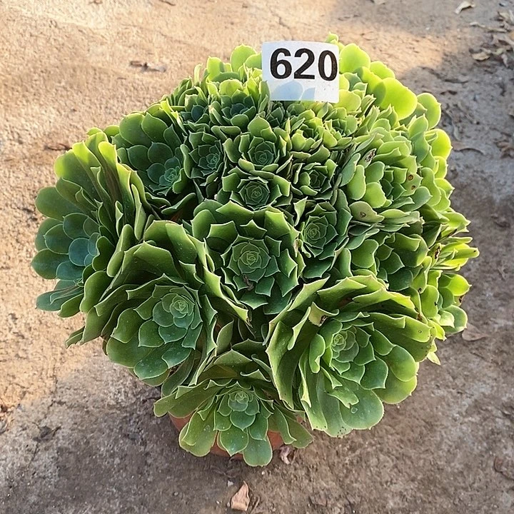 法师植物12345678