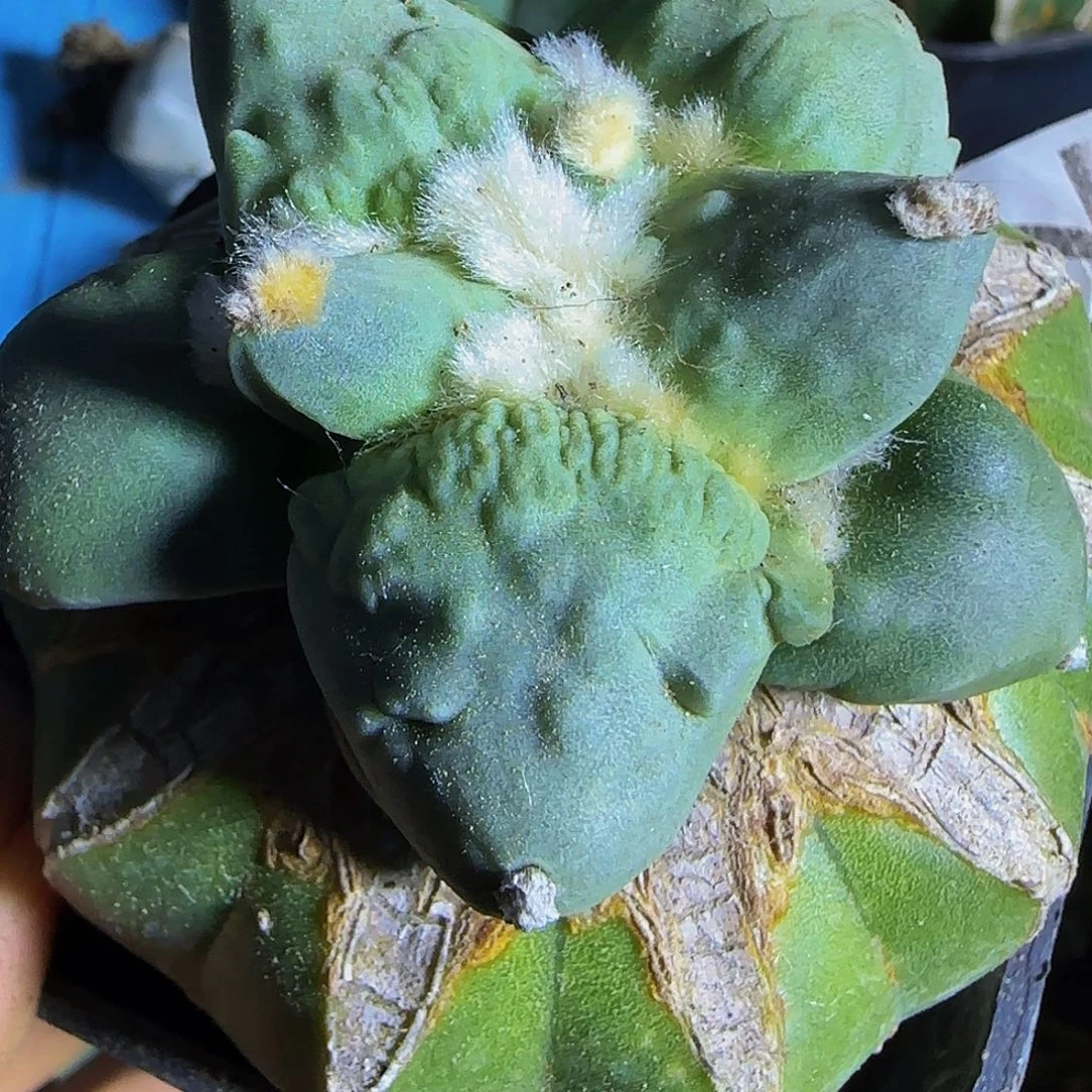怒涛756仙人球开花
