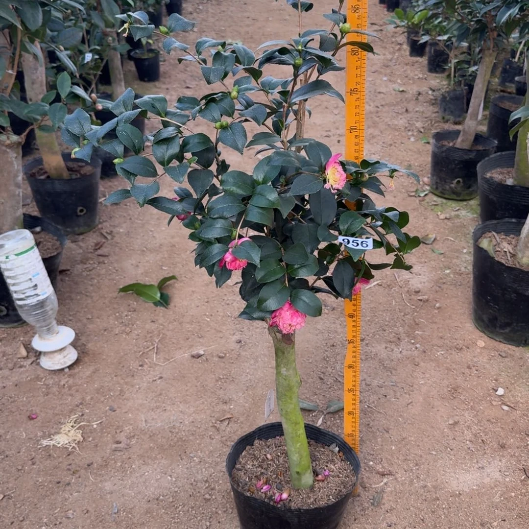 少量花朵（建议范围：2朵-5朵 或40%以下）956丁字车茶梅2刀