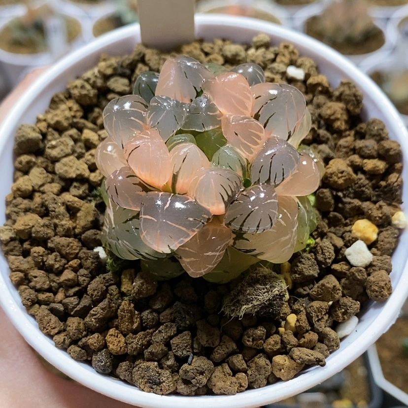 【闪购商品】117实生玉露锦