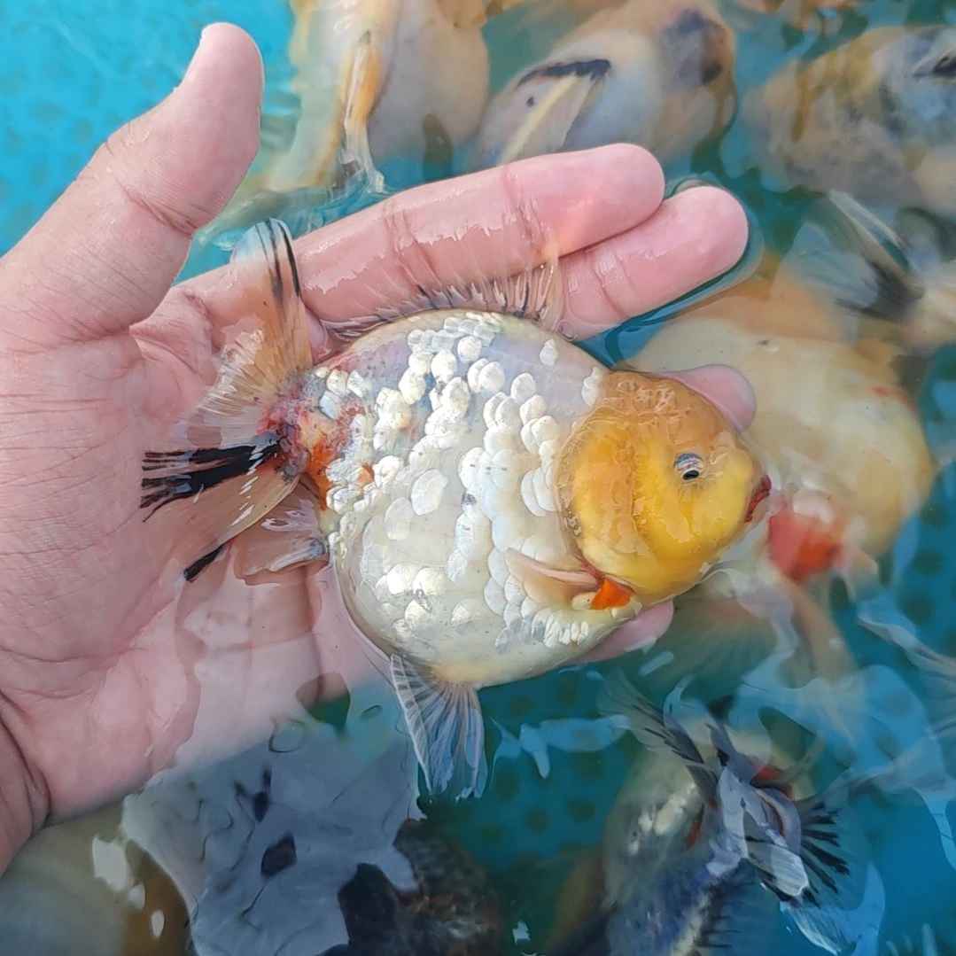 闪鳞樱花泰狮金鱼