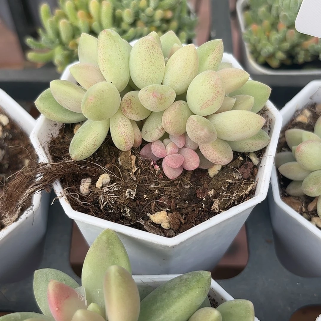 精品橙色奇迹多肉植物