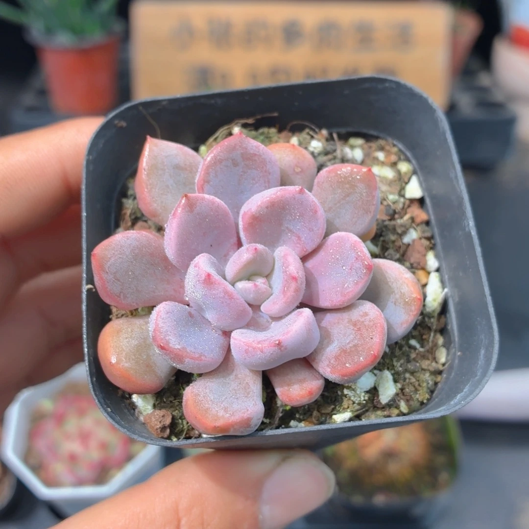 丘比特多肉9.9包邮发货