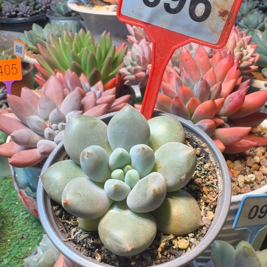 超胖体多肉植物696