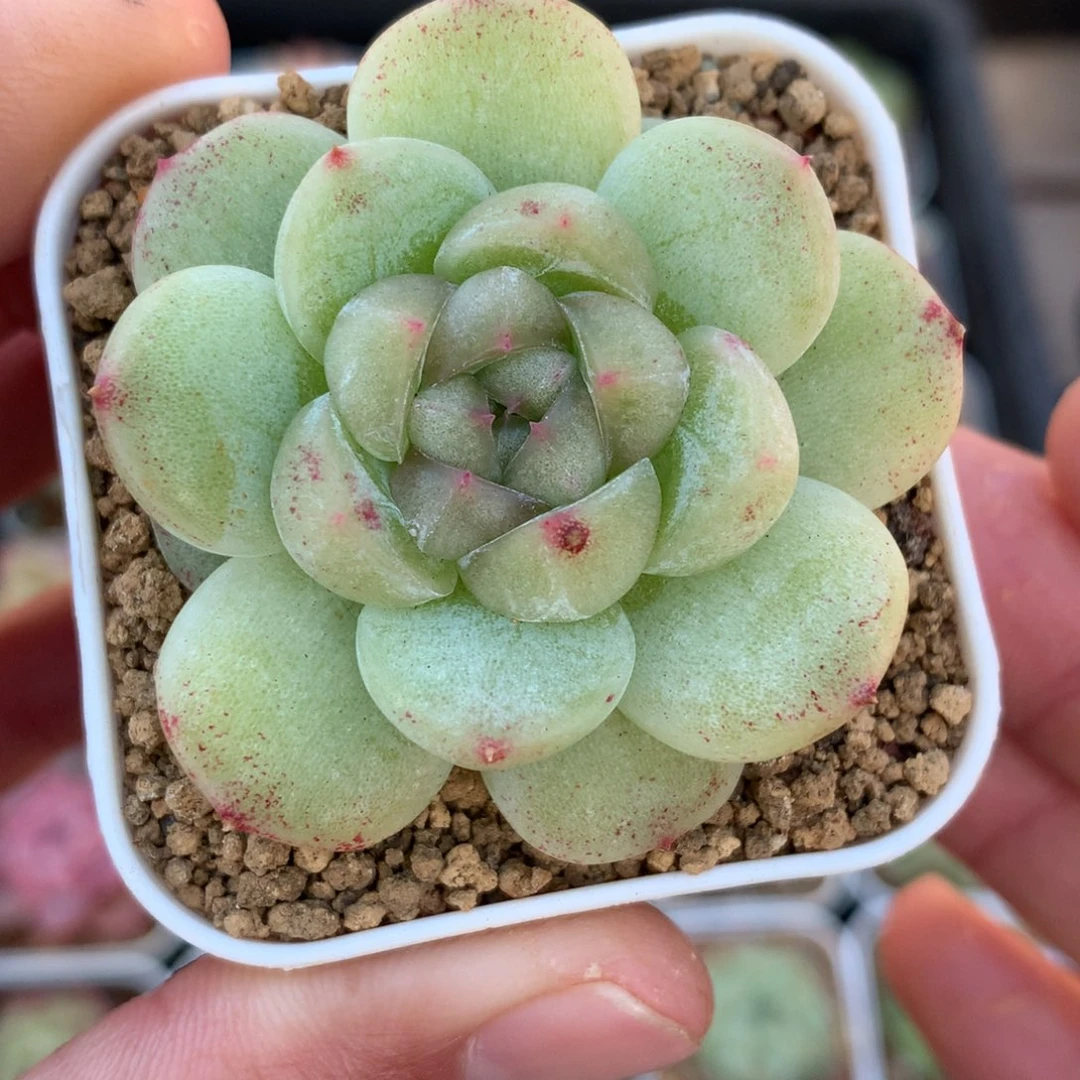 白底色一颗。      白油珍妮。   23号