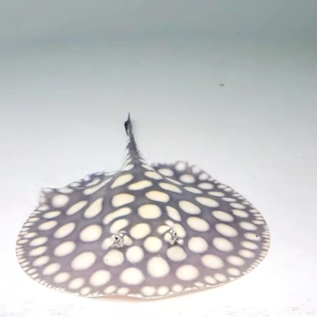 皇冠男神魟鱼独特观赏鱼增添家居灵动氛围