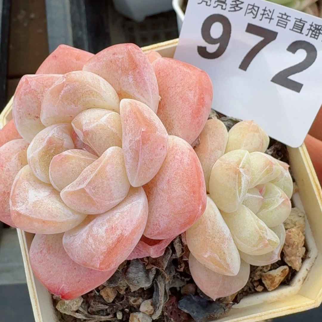 冰玉         精品多肉