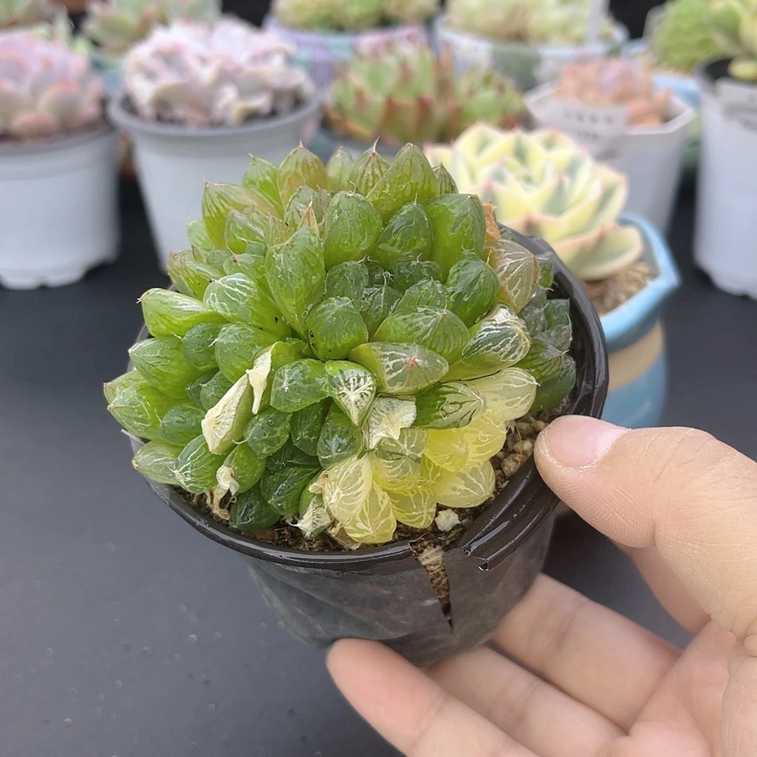 大禹多肉，246玉露锦