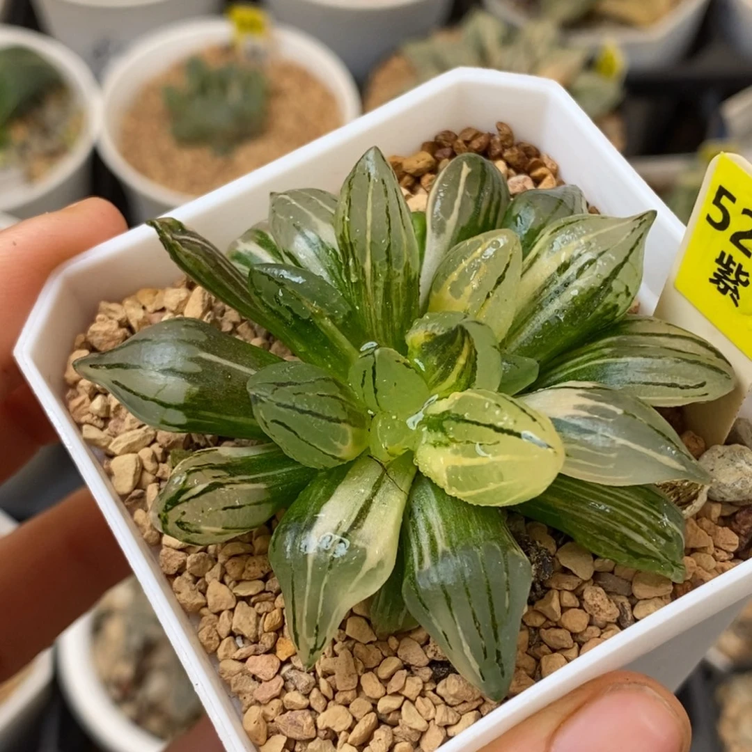 527西瓜寿多肉植物