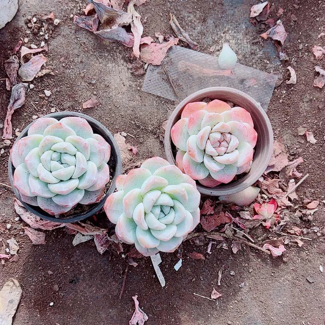 冰玉玉蝴蝶大单头精品特价三盆