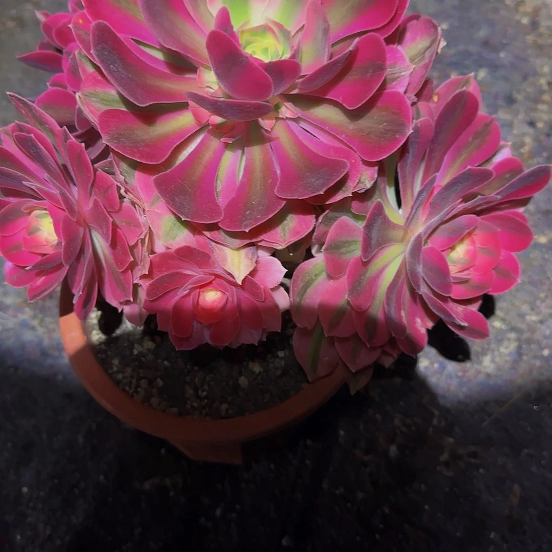 无*粉女巫一物一拍清仓不包损，不退不换0373