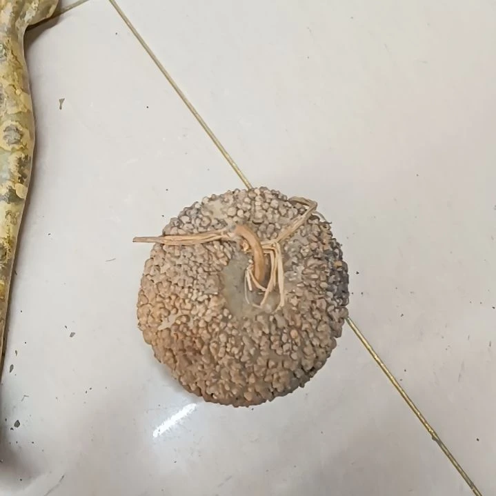 不**衷满天星疙瘩葫芦满天星疙瘩葫芦