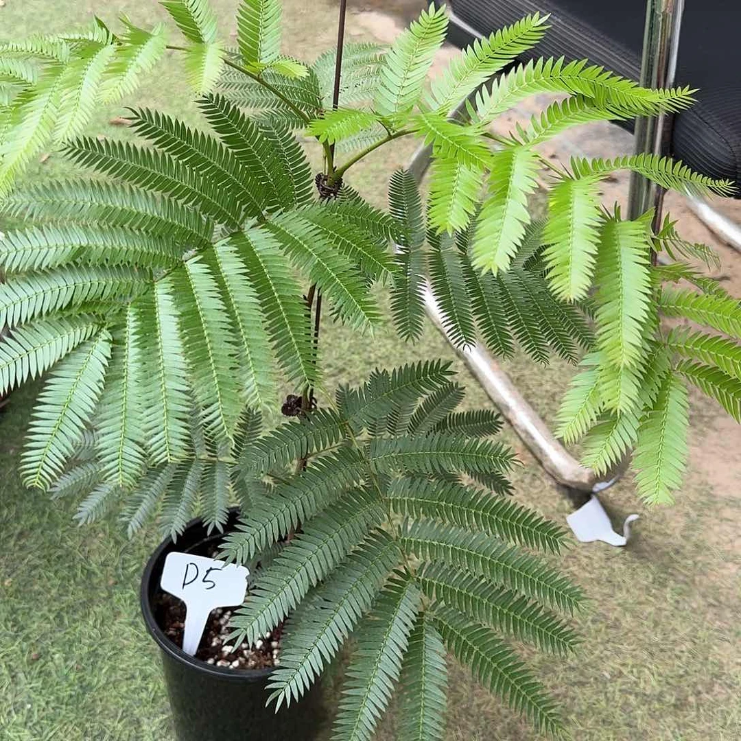 无花朵?****木猴子福利D5