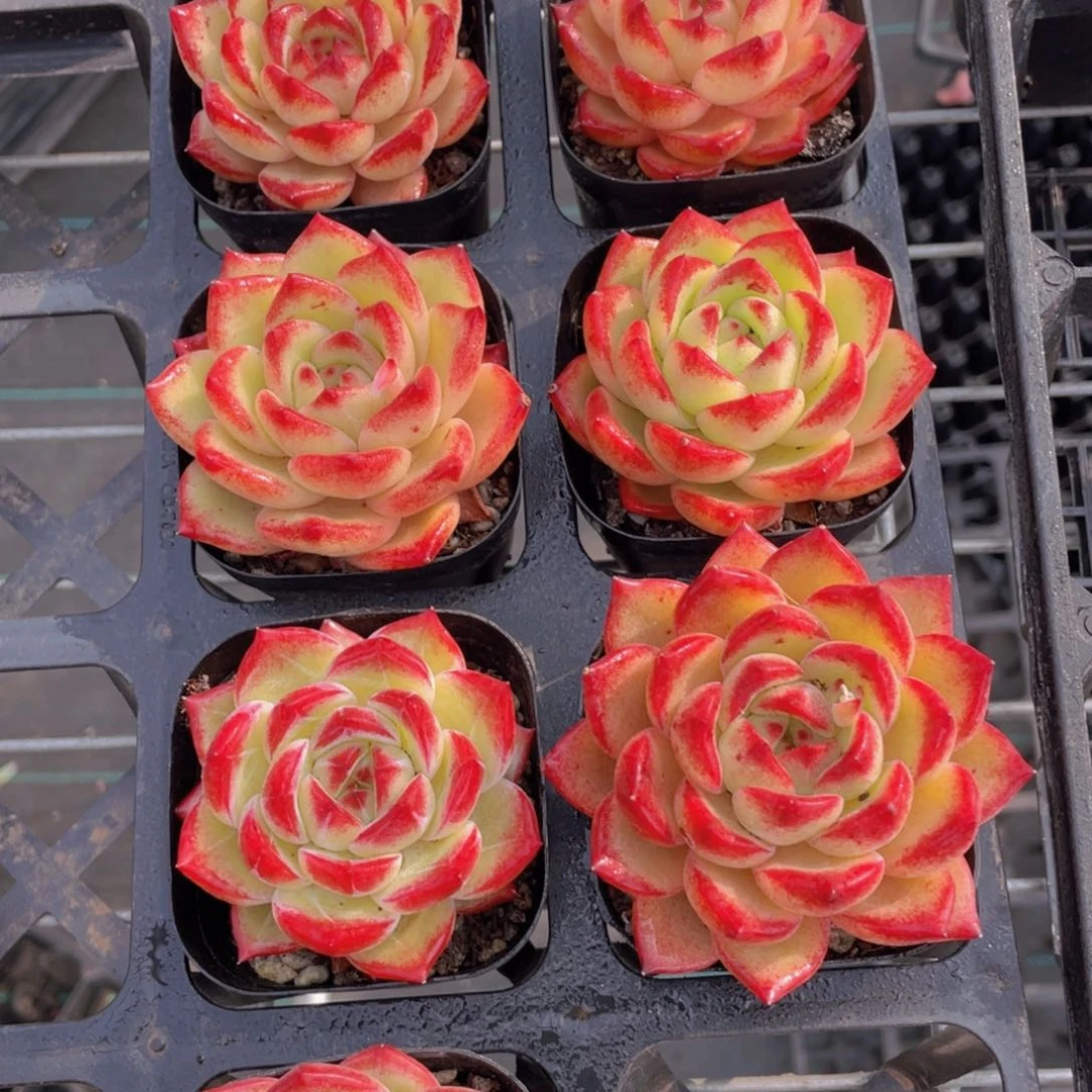 141号 宽叶珍妮夜魔侠单头一个