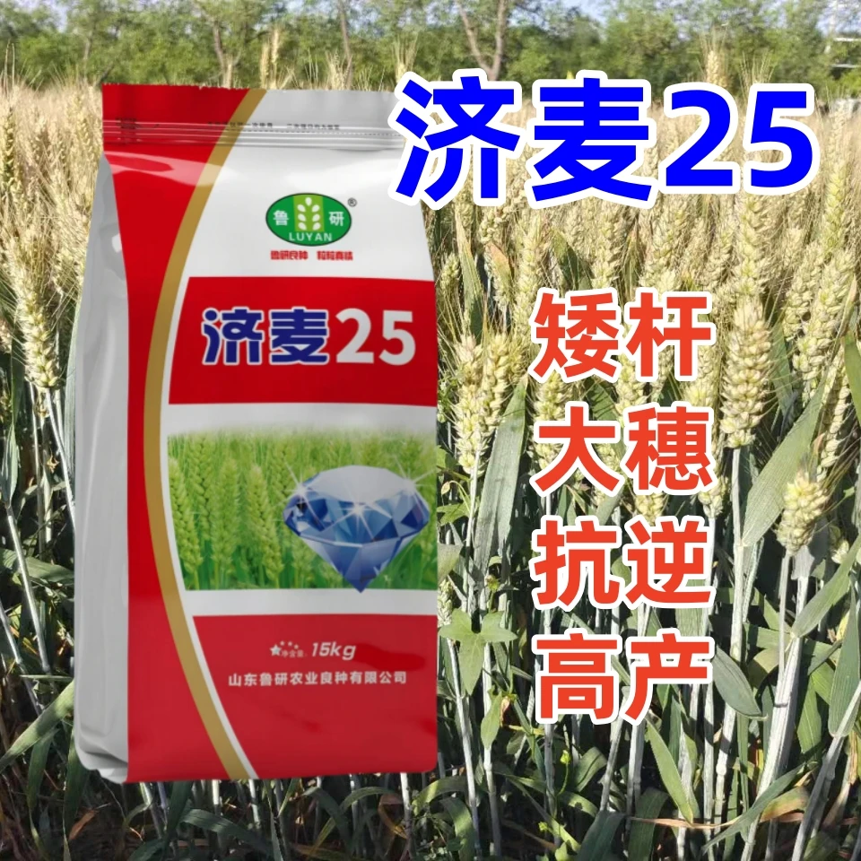 济麦25矮杆大穗小麦种子