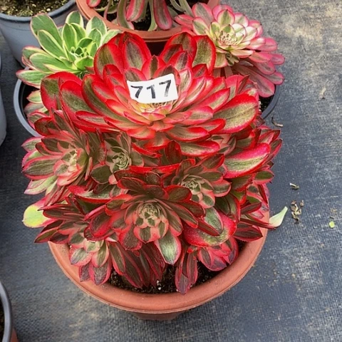 &**凉荔枝717脱土发货23号发货