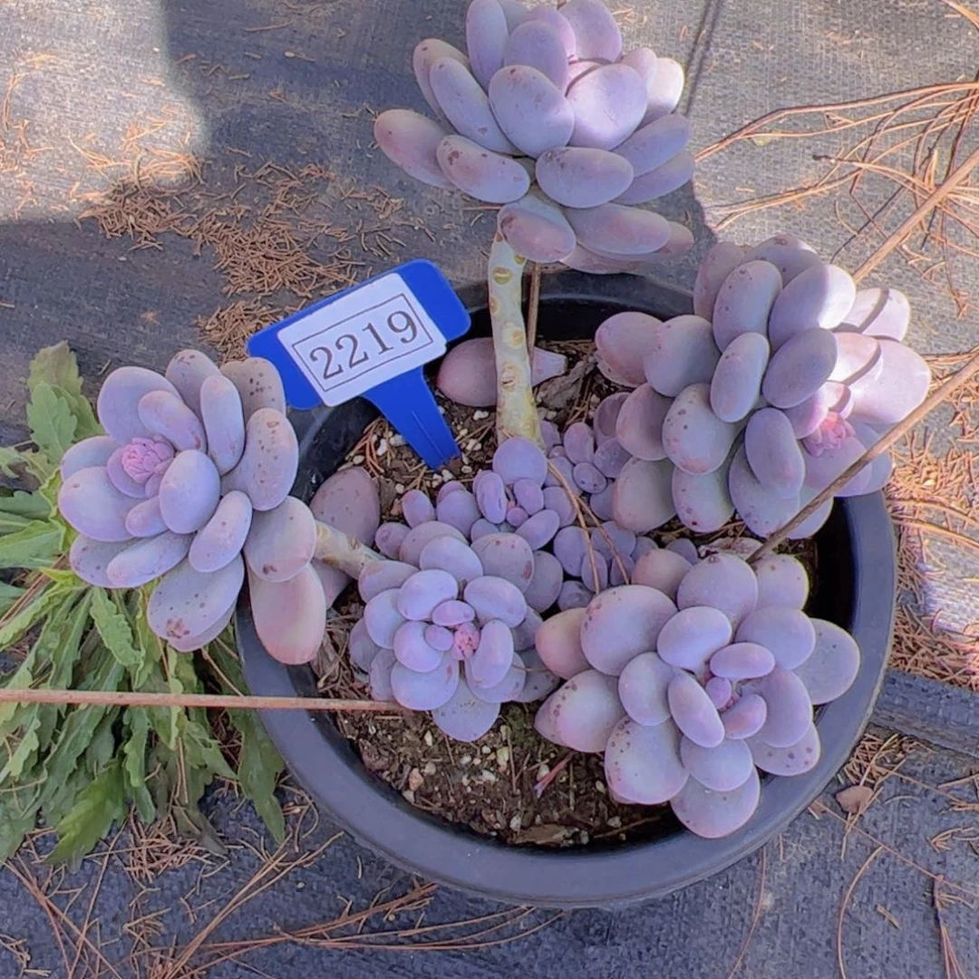 l**e奶酪2219一物一拍