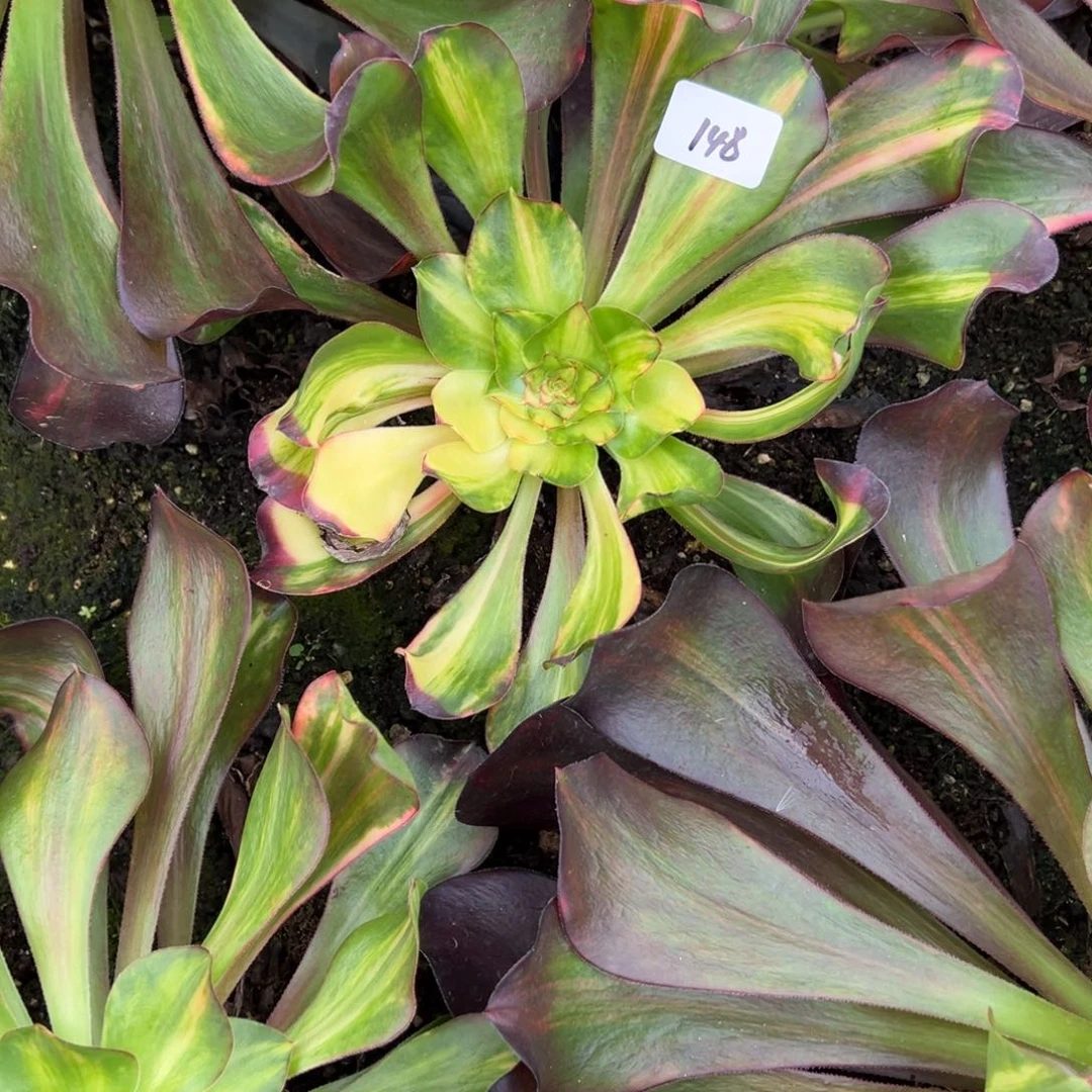 148巫毒七彩多肉椅子