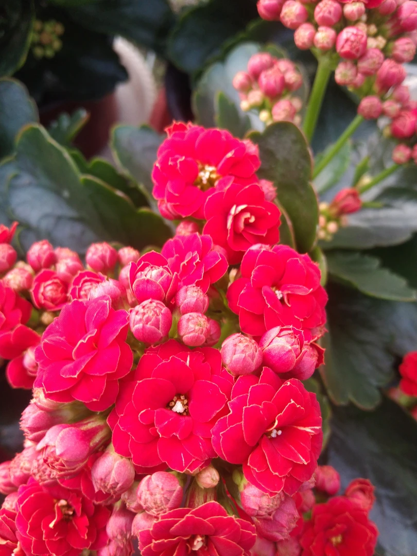 精品长寿 客厅办公室庭院种植《火狐狸》130盆