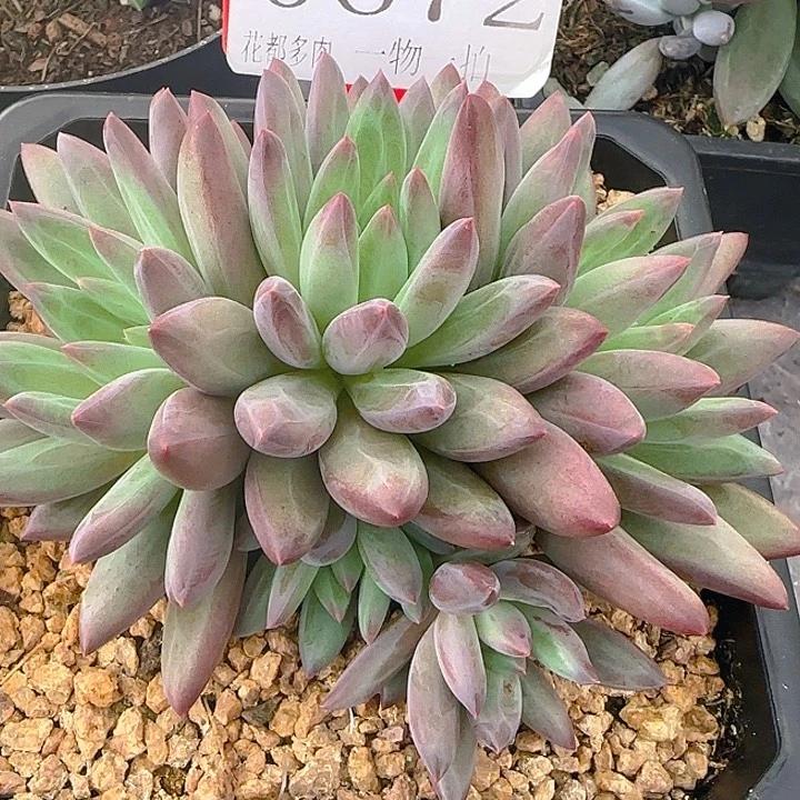 紫体羽毛虞672多肉植物