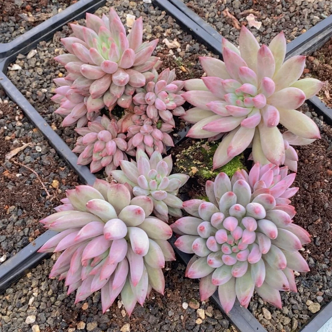 多肉植物植物多肉