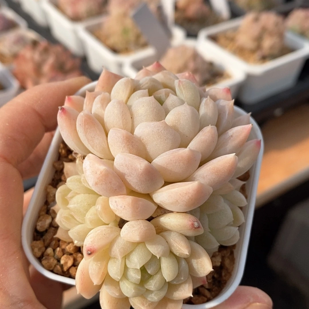 精品多肉一物一拍不包整23