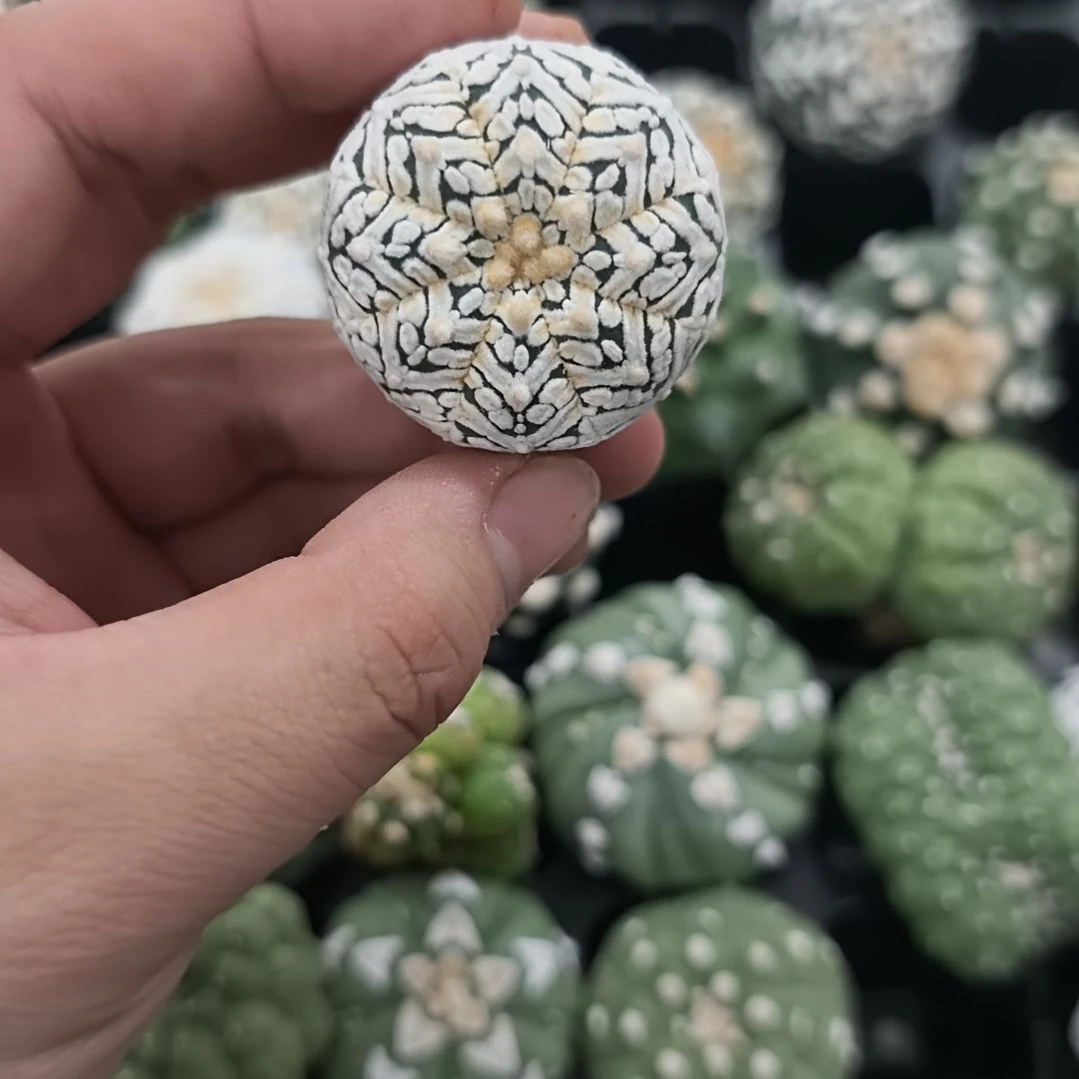 红红火火恍恍惚惚