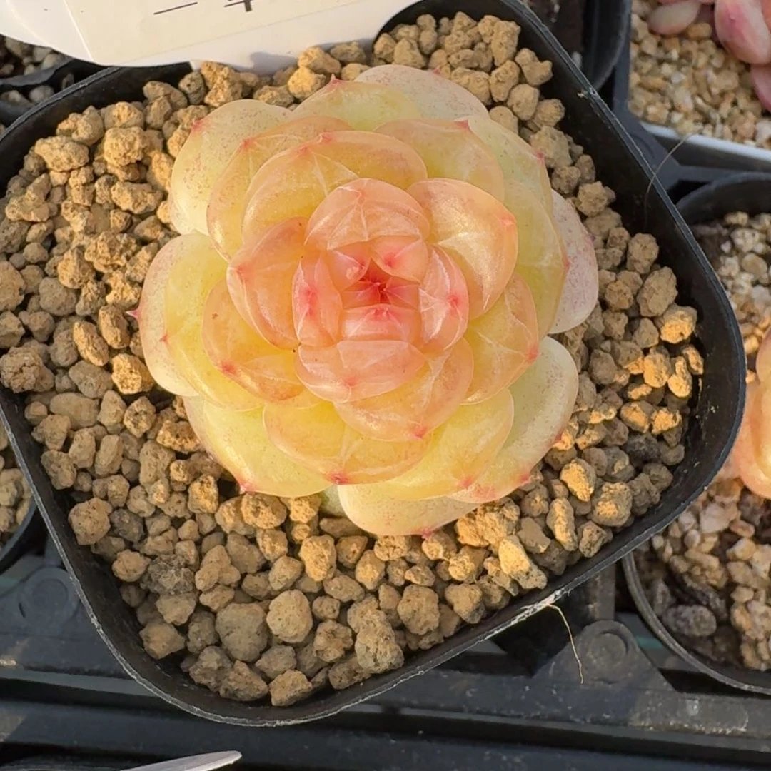 0167-1020单头一颗