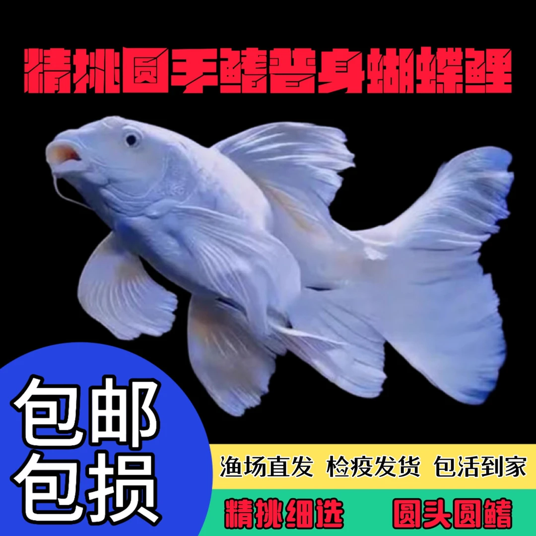 精品普身石膏白蝴蝶鲤鱼