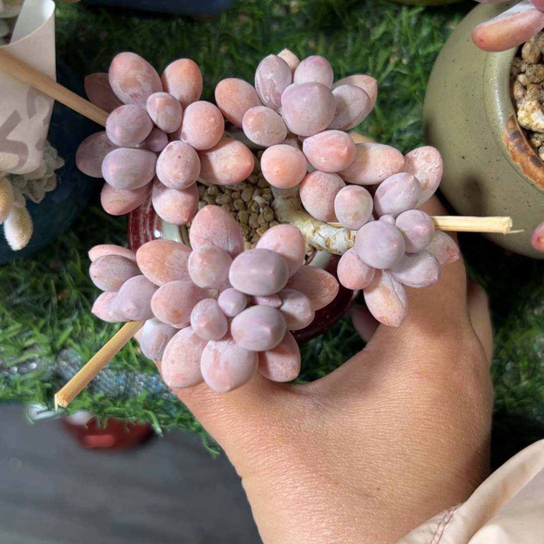 232 满38包邮一物一拍