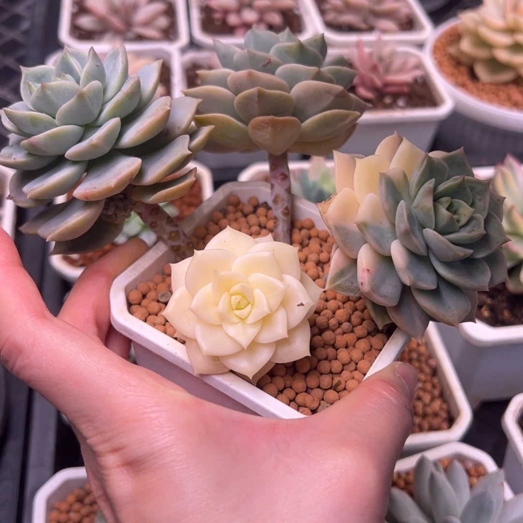 白牡丹锦，小群老桩