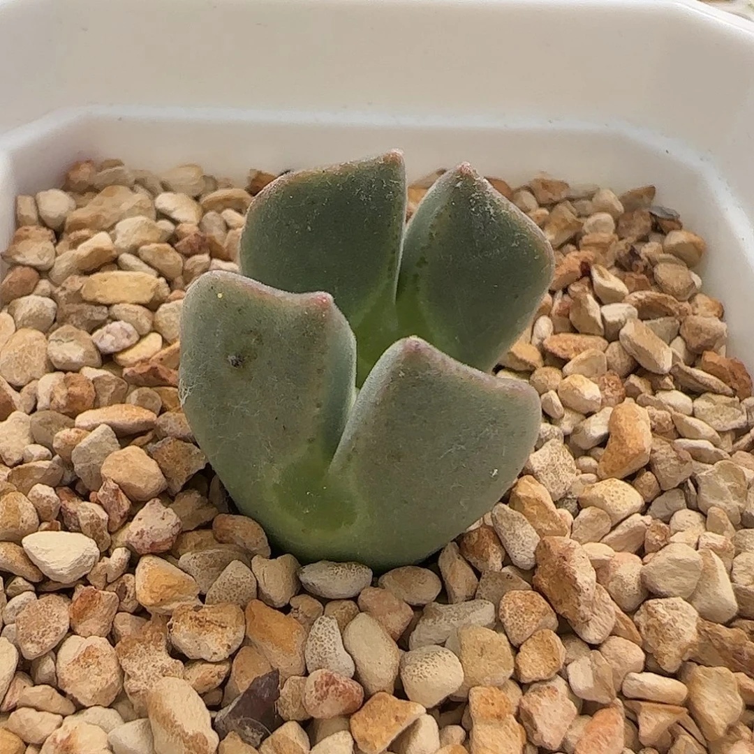无花朵sb793 大眼睛