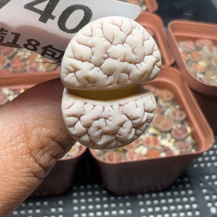 【闪购商品】740……