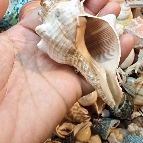 石材天然海螺贝壳寄居蟹替换壳3.5口径