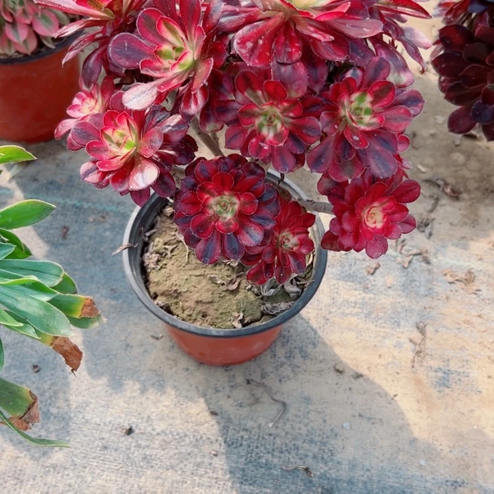 227香奈多肉植物