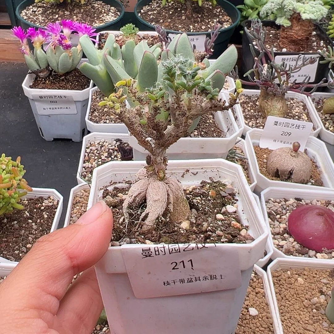 211号姬红小松11.22多肉