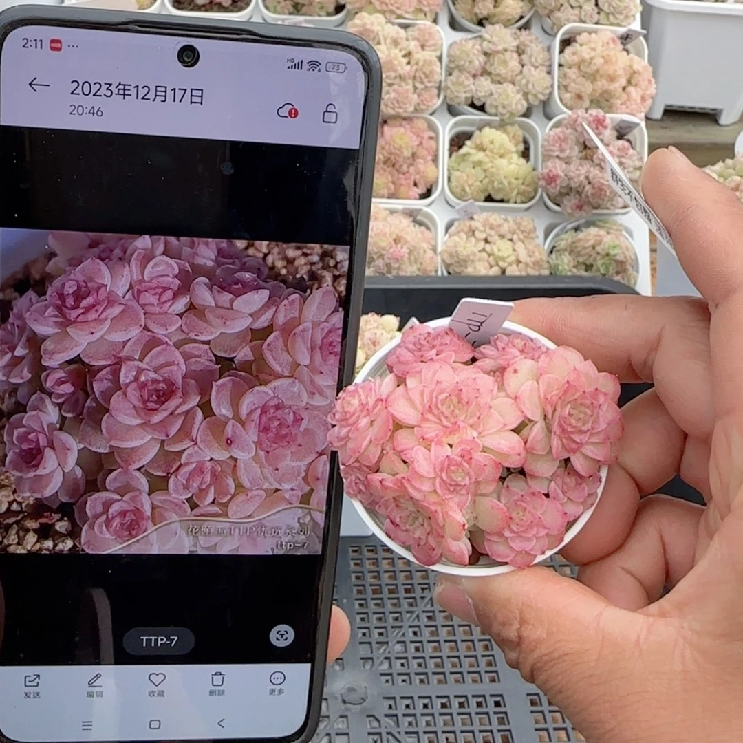 【闪购商品】0221-108（ttp-7）