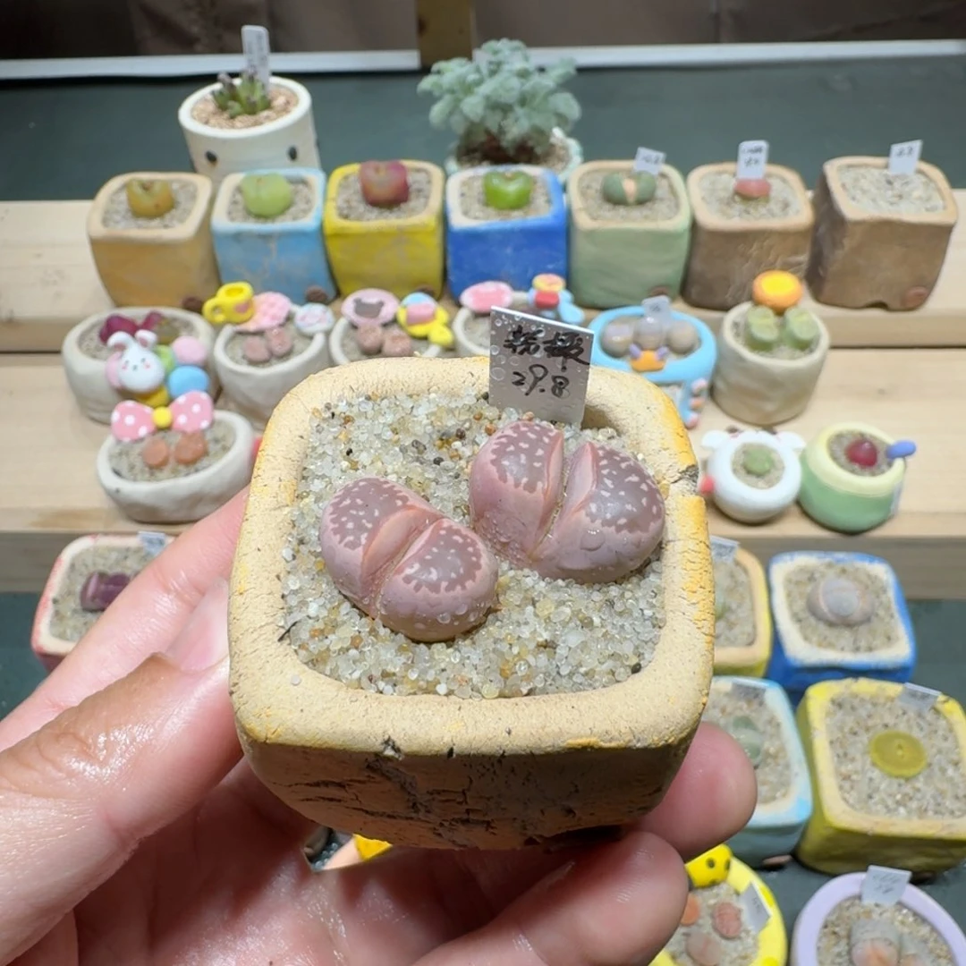 红陶L****q蘑菇1091粉橄榄