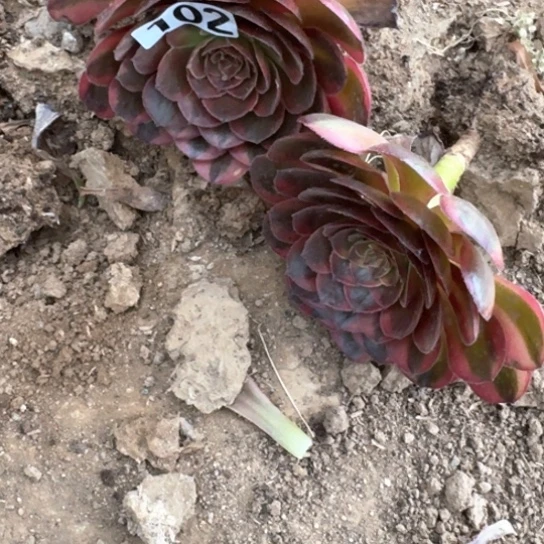 无花朵玲珑102号不包断枝
