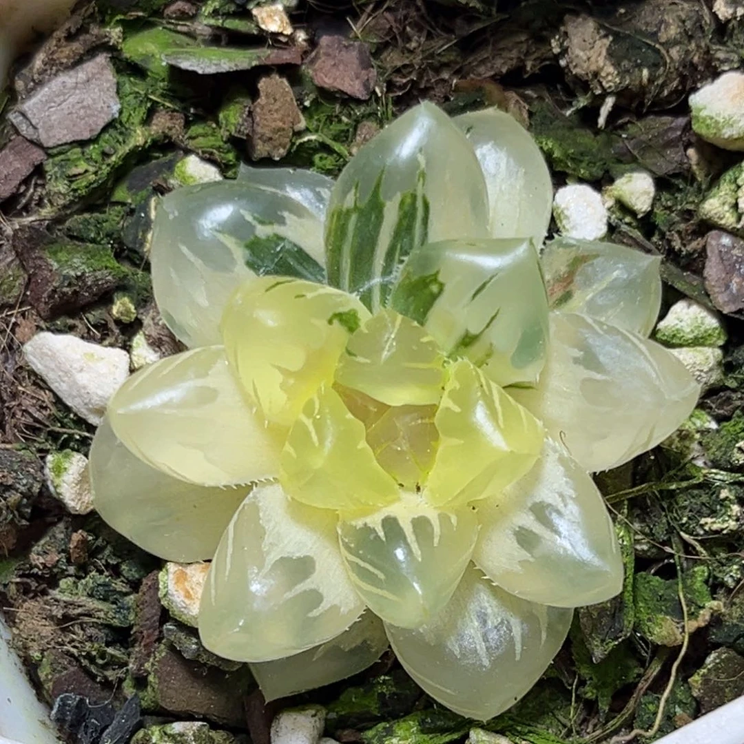 恭喜发财大吉大利0045