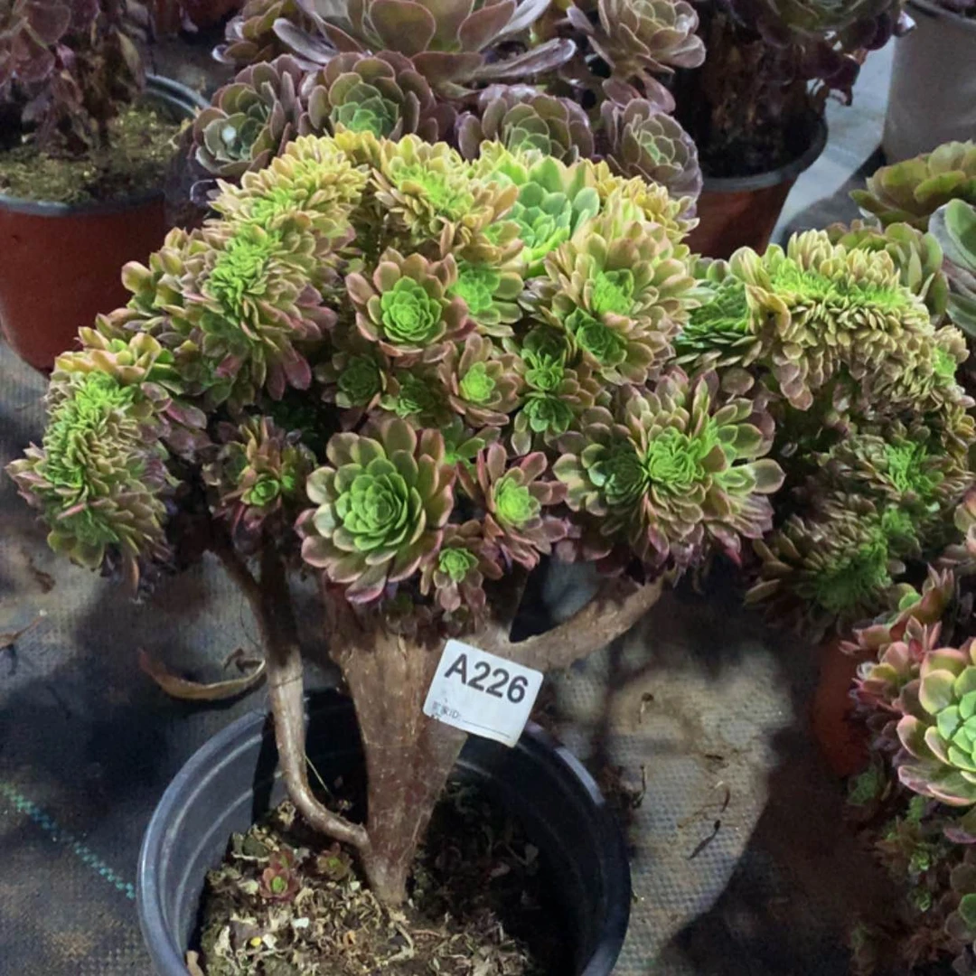 【闪购商品】226嘉年华缀